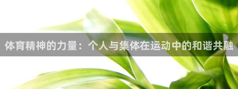 蜘蛛体育官网入口