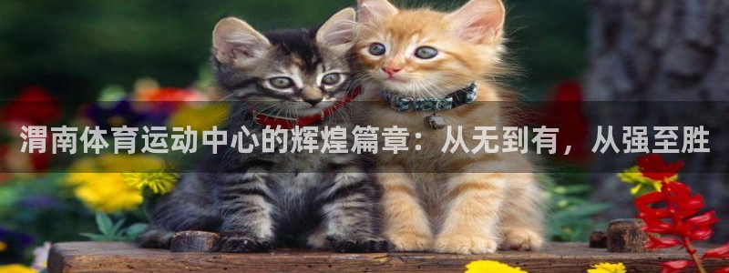 蜘蛛体育免费